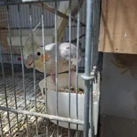 عروس پاریس مولد