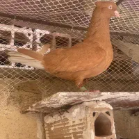 ماده زد دم سفید. ب شرط