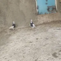 طوقی پرنده کبوتر
