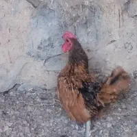 خروس سبرایت. یا. چاپنز. خوشگل