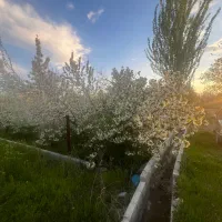 باغچه ویلایی عسگراباد تپه ( املاک عمارت)