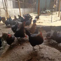 فروش تعدادی مرغ