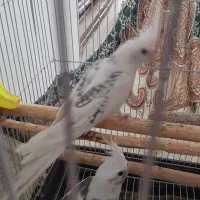 جفت عروس هلندی نردوکت البینوماده دوکت البینوپروانه