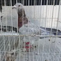 سار سرور کله هما  پرشی طوقی رنگی دمسفید سینه دمب