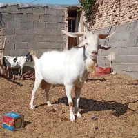 سانن