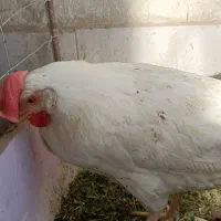 مرغ معاوضه با جوجه محلی