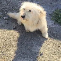 سگ پاکوتاه پشمالو نره 2ساله حرف گوش کن