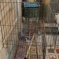 قفس پرنده