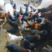 تعدادی مرغ خروس گلچین
