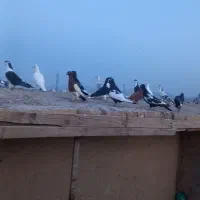 کفتر بوم