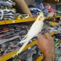 جوجه عروس هلندی