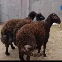 6راس بره نر40کیلوتا80