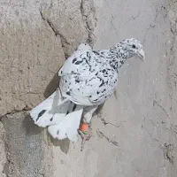 کبوتر