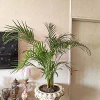 گل اریکا بسیار بزرگ و چشمگیر