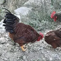 خروس جوان و سالم