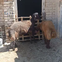 بره قوچ|حیوانات مزرعه|نیر (اردبیل), |دیوار