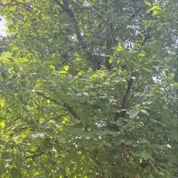 باغ 2000 متری پایه گردو شهرستان آوج