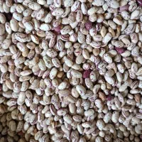 فروش لوبیا چیتی تناژ بالای پنج تن