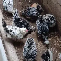 جوجه گلین خال سوزنی