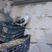 معاوظع باسگ هم دارم  سرابی یا عراقی