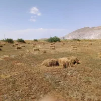 علوفه|عمده‌فروشی|نوشین شهر, |دیوار