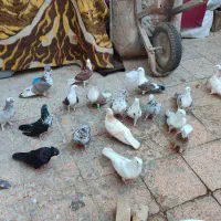 کفتر کبوتر