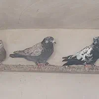 کفتر|پرنده|مشهد, احمدآباد|دیوار