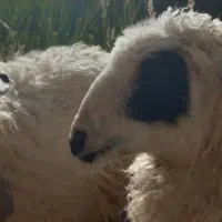 بره ماده ۷ ماهه باغینی اصل