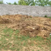 کود گاوی