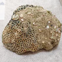 سنگ مرجان آکواریوم