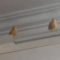 چند قناری نر ضمانتی