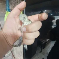سه تا جوجه نره گردن کلفت بشرط رنگ روشن