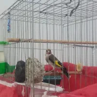 سهره قیر کهنه قفس