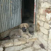 توله پژدرعراقی نگهبان باهوش