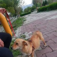 واگذاری سگ اشپیتز میکس پاکوتاه