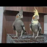 جفت عروس هلندی