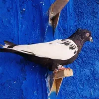 ‌  کبوتر سینه سیاه شیش دونگ