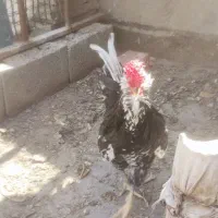 خروس گلین|حیوانات مزرعه|رباط‌کریم, کیکاور|دیوار
