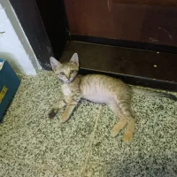 گربه واگذاری