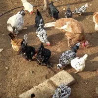 تخم مرغ نطفه دار گلین