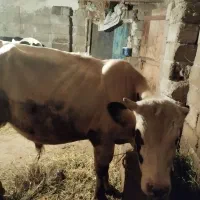 گوساله نر سمینتال