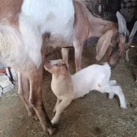 بز وکره نر فروشی