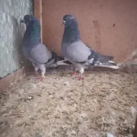 نروماده سبز دم سفید