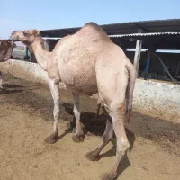 شتر|حیوانات مزرعه|شیراز, بید زرد|دیوار