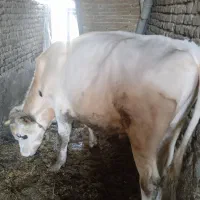 گوساله‌نرسیمنتال
