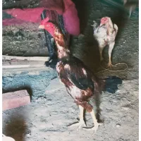 خروس و مرغ لاری و مرغ محلی