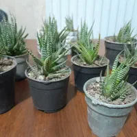 گل  گورخری زیبا آماده نگهداری و هدیه