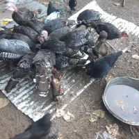 بوقلمون ۴ ماهه