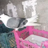 پشدار ماده