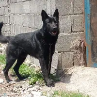 واگذاری یک عدد ژرمن بلک مو کوتاه،نر،یکساله
